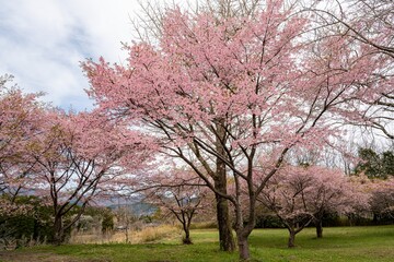 Fototapeta premium 長湯温泉の大漁桜