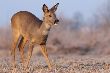 Sarna europejska (Capreolus capreolus) roe deer © Bartosz Rakoczy