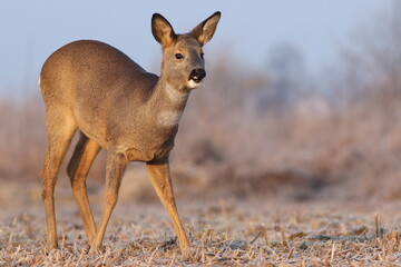 Sarna europejska (Capreolus capreolus) roe deer