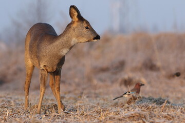 Sarna europejska (Capreolus capreolus) roe deer © Bartosz Rakoczy