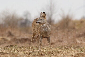Sarna europejska (Capreolus capreolus) roe deer © Bartosz Rakoczy