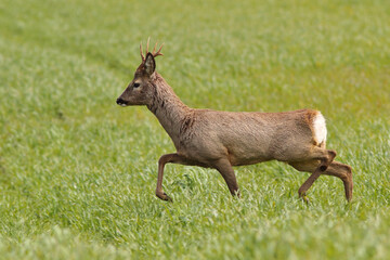 Sarna europejska (Capreolus capreolus) roe deer © Bartosz Rakoczy