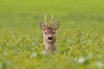Sarna europejska (Capreolus capreolus) roe deer © Bartosz Rakoczy