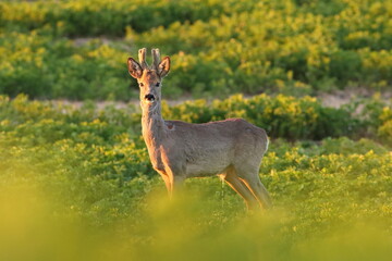Sarna europejska (Capreolus capreolus) roe deer © Bartosz Rakoczy