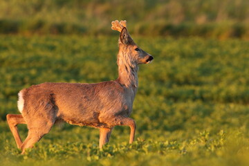 Sarna europejska (Capreolus capreolus) roe deer © Bartosz Rakoczy