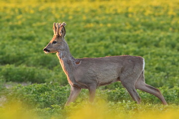 Sarna europejska (Capreolus capreolus) roe deer