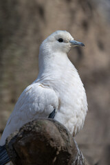 Two-colored pigeon bird in an outdoor aviary.
