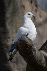 Two-colored pigeon bird in an outdoor aviary.
