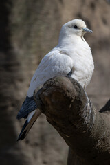 Two-colored pigeon bird in an outdoor aviary.
