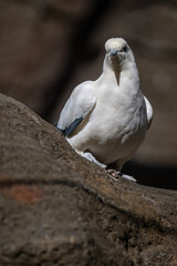 Two-colored pigeon bird in an outdoor aviary.
