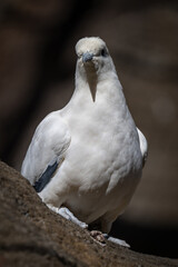 Two-colored pigeon bird in an outdoor aviary.
