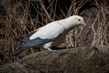 Two-colored pigeon bird in an outdoor aviary.
