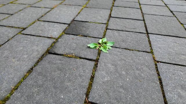 Paving stones and weed