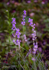 Purple lavender blooming in the garden.