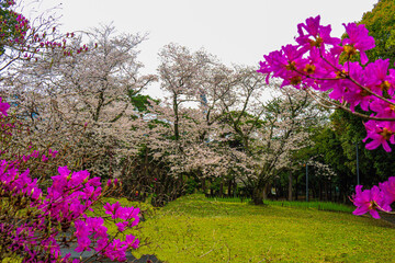 Obraz premium 別府公園