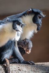 A baby vervet monkey with its mother.
