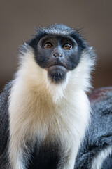 Diana's vervet monkey portrait adult.
