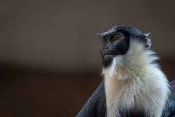 Diana's vervet monkey portrait adult.
