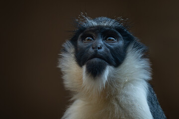 Diana's vervet monkey portrait adult.
