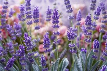 Fototapeta premium Enchanting Lavender Foliage on a Stunning Floral Background