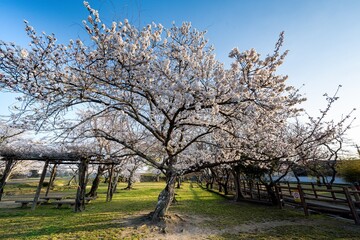 Obraz premium 二の丸公園の桜