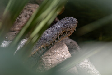 View of the jaw of a saltwater crocodile.
