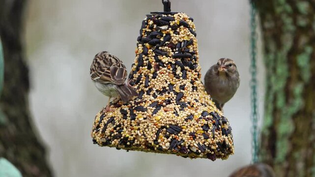 Watch this video of two Chipping Sparrows as they diligently feed on a hanging bell-shaped seed feed block. Observe these tiny birds as they cling to the feeder and peck at the nutritious seeds.