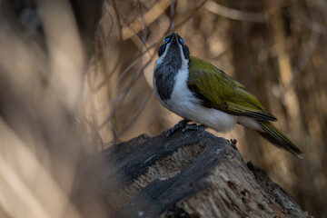 A blue-throated dipper watches on a stone.
