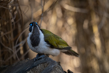 A blue-throated dipper watches on a stone.
