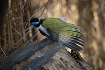 A blue-throated dipper watches on a stone.
