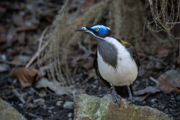 A blue-throated dipper watches on a stone.
