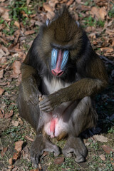 A mandrill monkey is outdoors looking for food in dry leaves.
