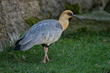 A gray-winged ibis walks on the grass.
