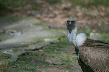 Adult griffon vulture in an outdoor aviary.
