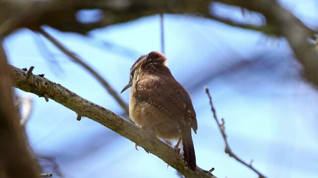 Experience the vibrant song of a Carolina Wren in this close-up video. Observe this small bird as it sings its melodious tune from within the dense cover of thick brush. Enjoy an intimate view and cle