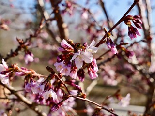 Pink cherry blossom of the Japanese alpine cherry, Prunus nipponica var. kurilensis cultivar 'Ruby'. A decorative shrub species originates from Hokkaido and Honshu, Japan. Sweden