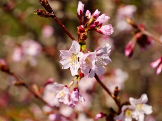 Fototapeta premium Pink cherry blossom of the Japanese alpine cherry, Prunus nipponica var. kurilensis cultivar 'Ruby'. A decorative shrub species originates from Hokkaido and Honshu, Japan. Sweden