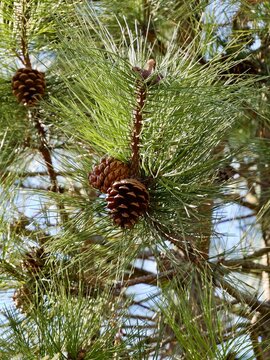 Close up of Jeffrey pine, Jeffrey's pine, yellow pine and black pine (Pinus jeffreyi), habitus, branches, a North American pine tree. Sweden