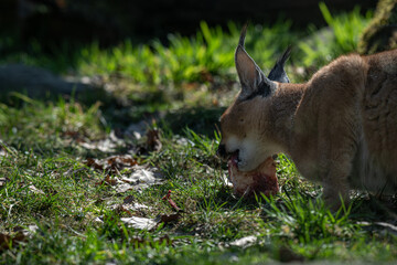Close-up of the head of a caracal beast eating meat.
