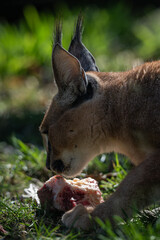 Close-up of the head of a caracal beast eating meat.
