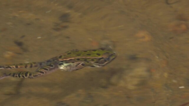 A close-up of a Leopard Frog swimming and drifting underwater in a lake.