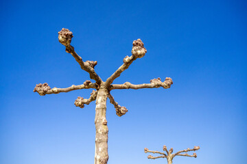 Bare branches of a Platanus tree during winter, showcasing the distinctive buds and natural...