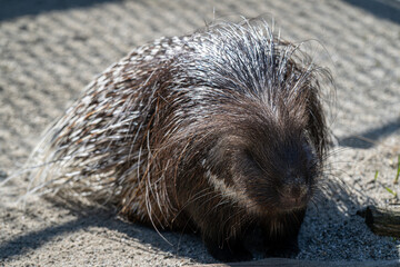 A hairy-nosed porcupine outside in an enclosure.
