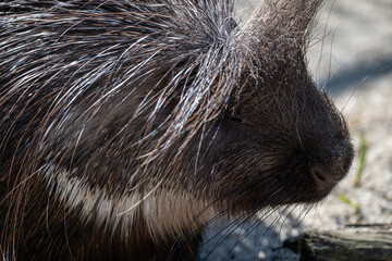 A hairy-nosed porcupine outside in an enclosure.
