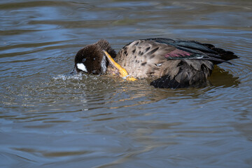 A bronze-winged duck swims in the water.
