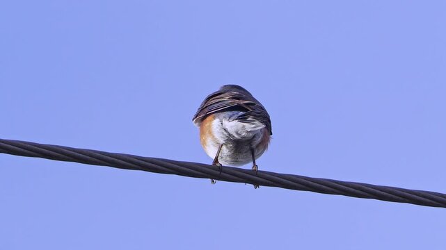 Watch this video of a beautiful female Eastern Bluebird as she perches gracefully on a power line. Observe her subtle colors and calm demeanor as she surveys her surroundings.