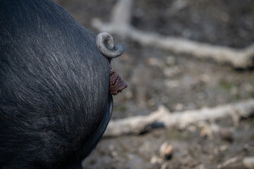 A domestic pig poops outside in the paddock.
