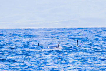 Fototapeta premium シャチ 