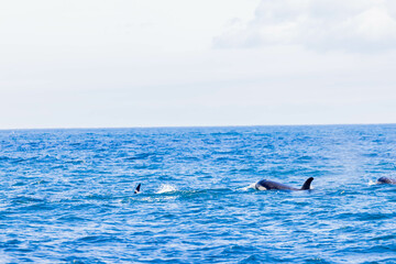 Fototapeta premium シャチ 