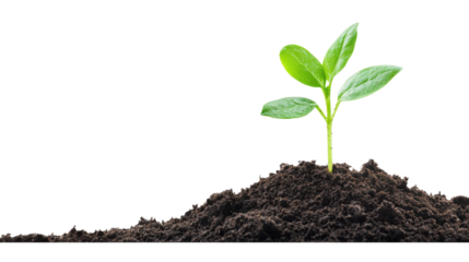 Young Green Plant Sprouting from Rich Soil on Clean White Background – Symbol of Growth, Nature, Sustainability, and New Life in Eco-Friendly Concept